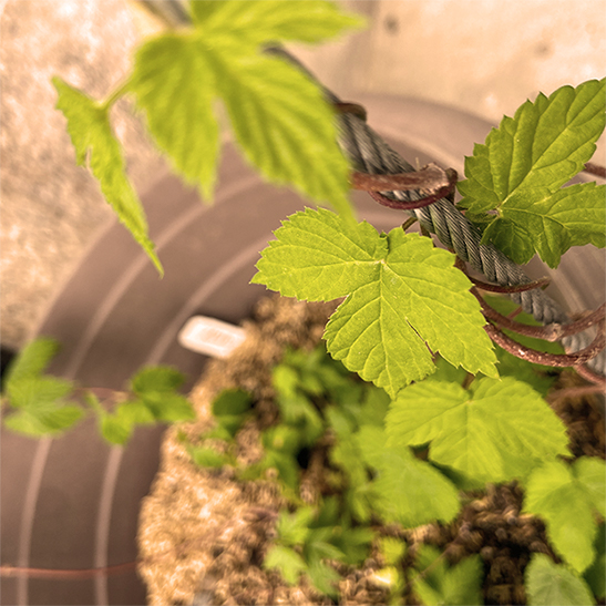 Potted plant